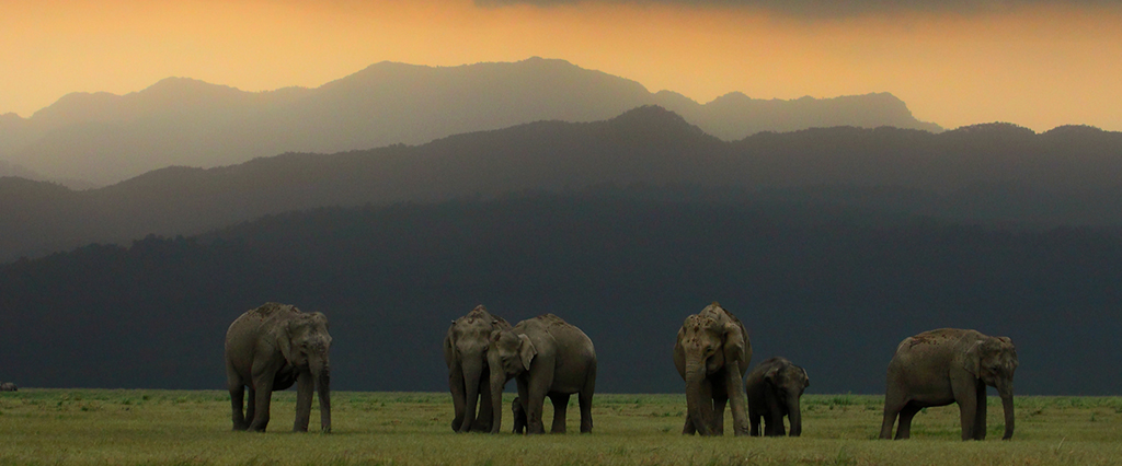Corbett3
